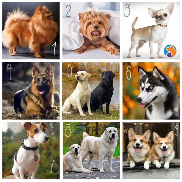 Популярные породы собак в мире. топ 15 лучших собак с фото