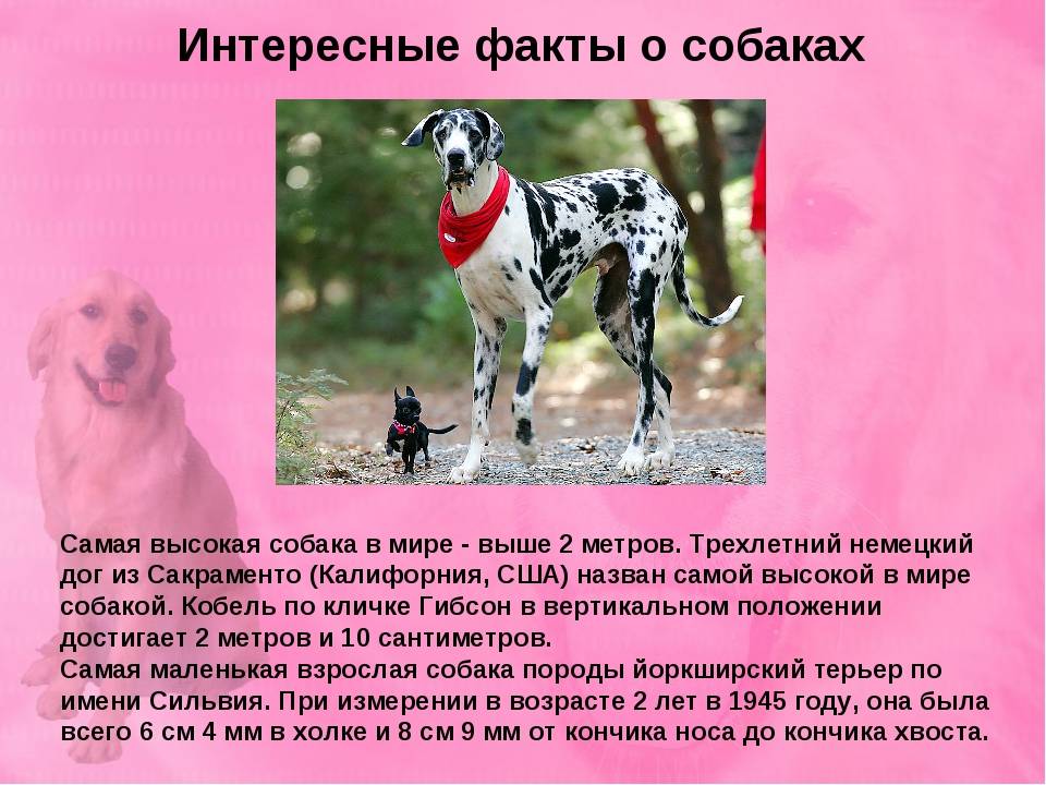 10 самых интересных фактов о собаках - youtesla.ru