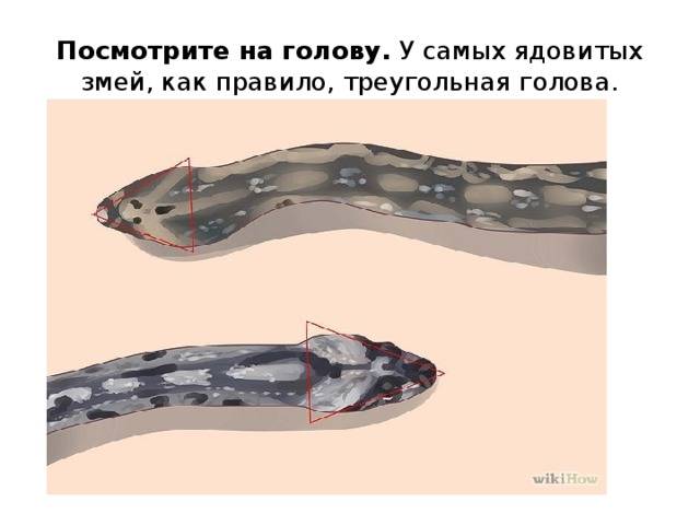 Какие змеи водятся в россии: неядовитые и самые опасные