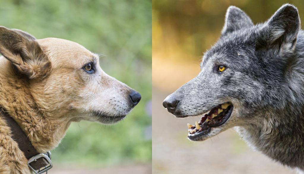 Волк и собака. изучение предков помогает лучше понять потомков