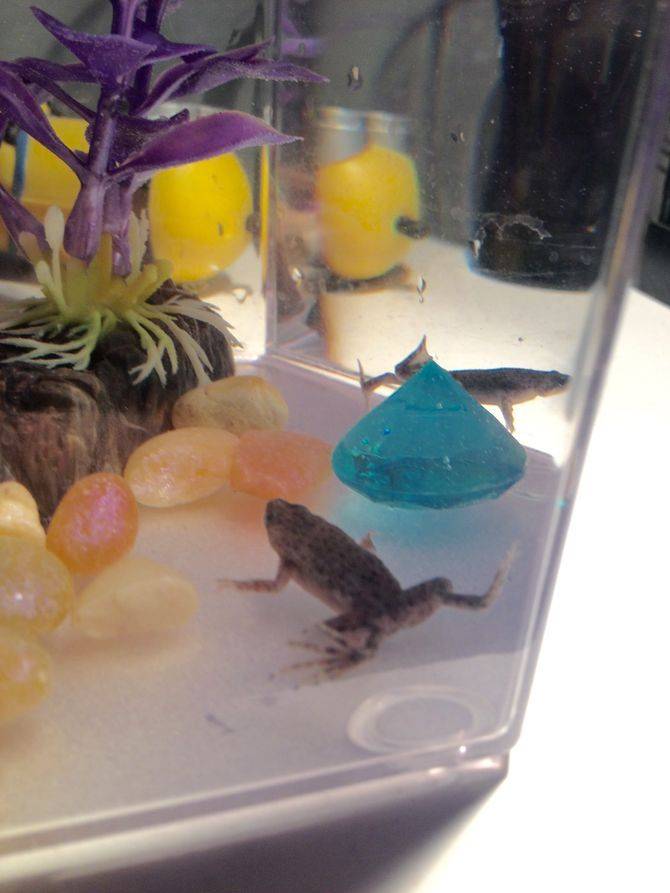 Аквариумные лягушки – фото, виды, содержание, питание, размножение