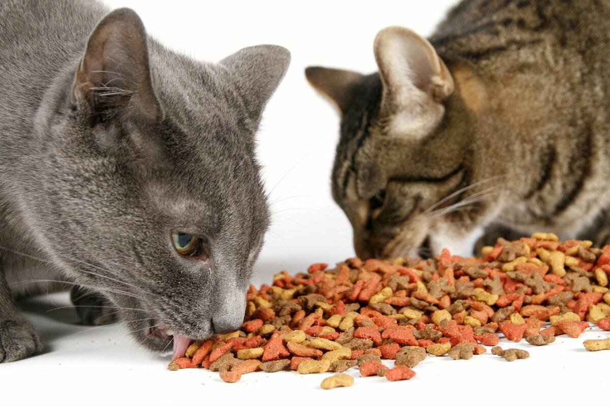 Можно ли кормить кошку рыбой: сырой, консервами, путассу и другие примеры
