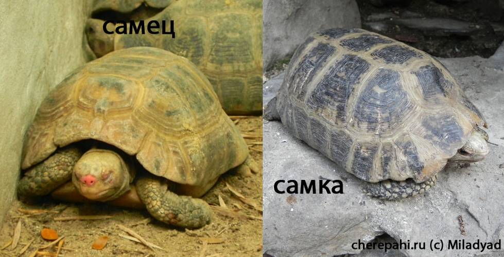 Как определить пол сухопутной черепахи (среднеазиатской): учимся различать самцов и самок