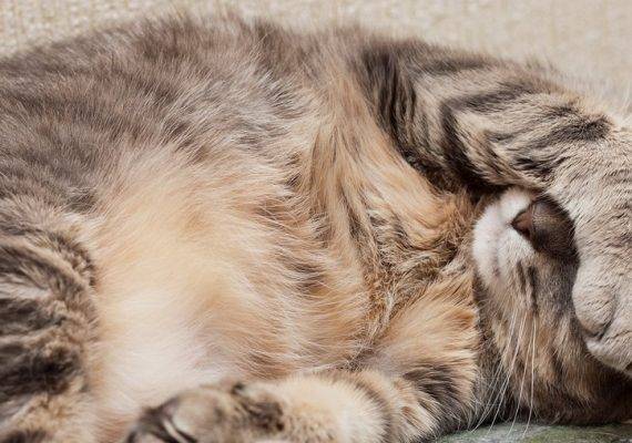 Почему кошка во время сна закрывает мордашку лапкой?