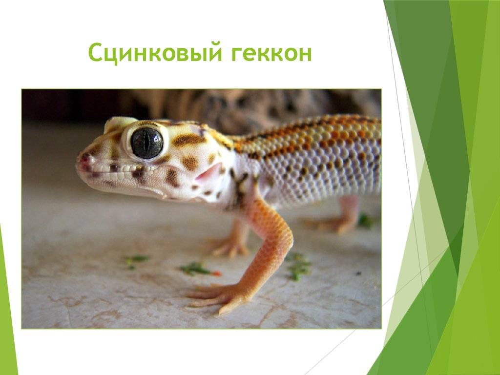 Ящерица геккон: фото и описание, среда обитания, уход и кормление в домашних условиях, невероятные факты