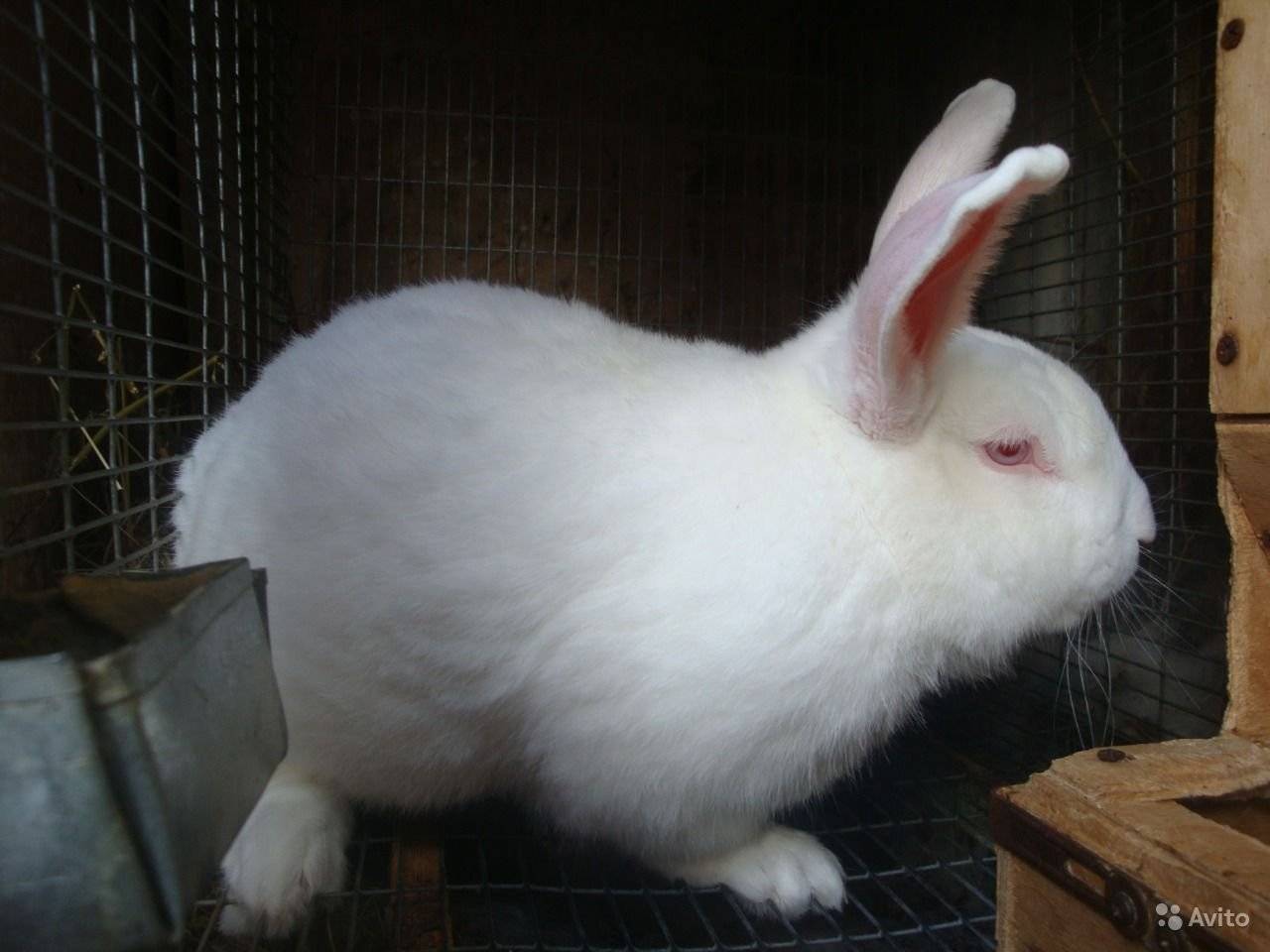 Белая пуховая порода кроликов