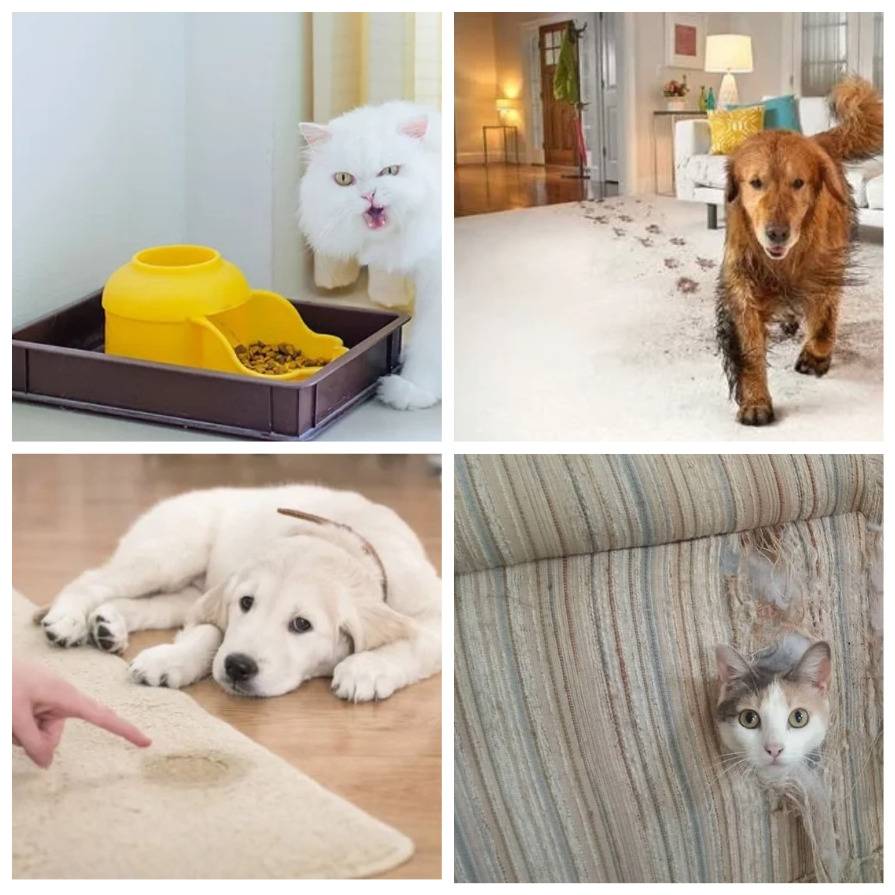 Как сохранить ремонт в квартире, когда у домашних животных свое понимание комфорта - gafki.ru