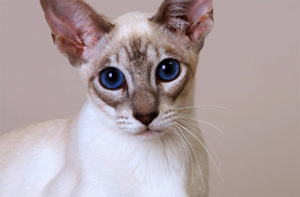 Очарование и грация самых красивых пород кошек: топ-10