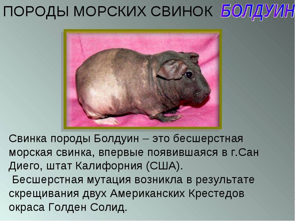 Почему морские свинки называются морскими: несколько гипотез :: syl.ru