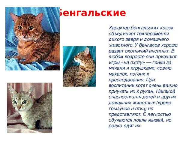 Бенгальская кошка: характер, описание породы и отзывы владельцев :: syl.ru