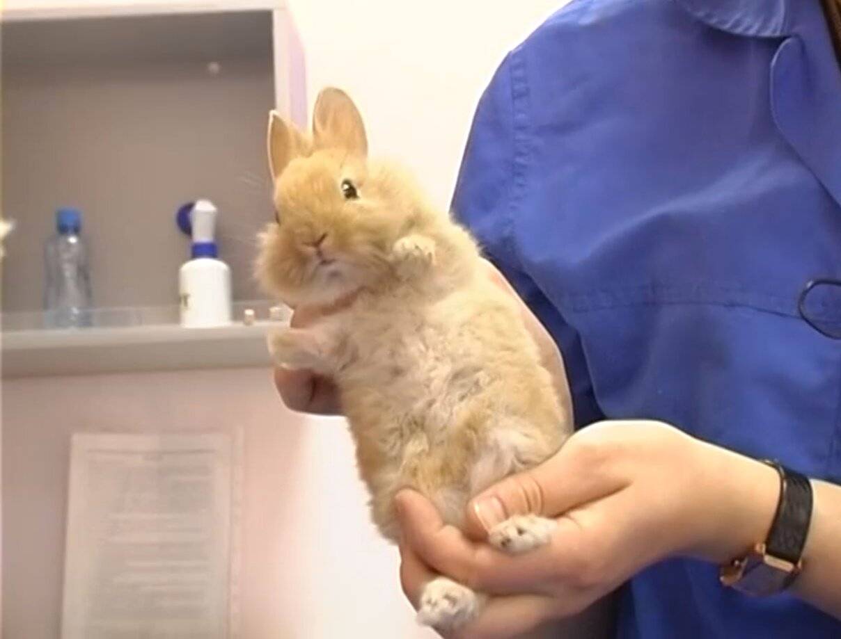 С какого возраста делают кастрацию декоративных кроликов: процесс стерилизации