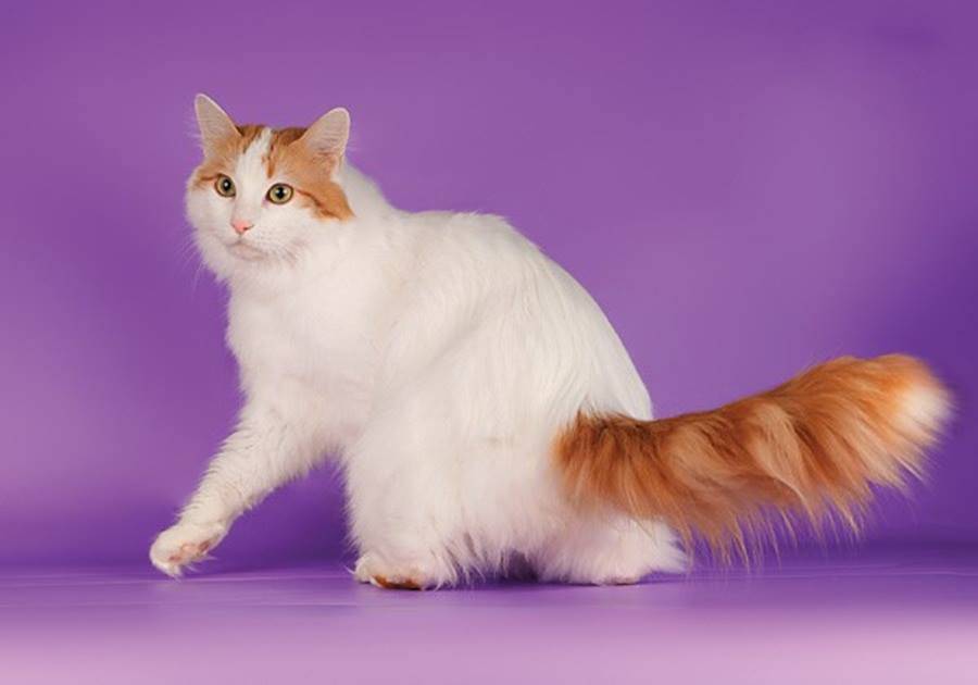 Царственная роскошь: длинношёрстные породы кошек