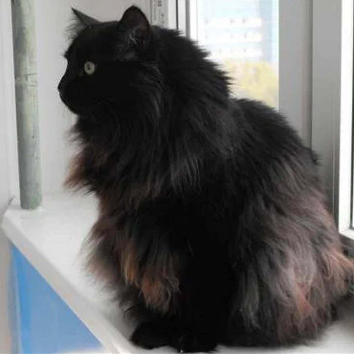 Шантильи-тиффани - описание породы и характер кошки
