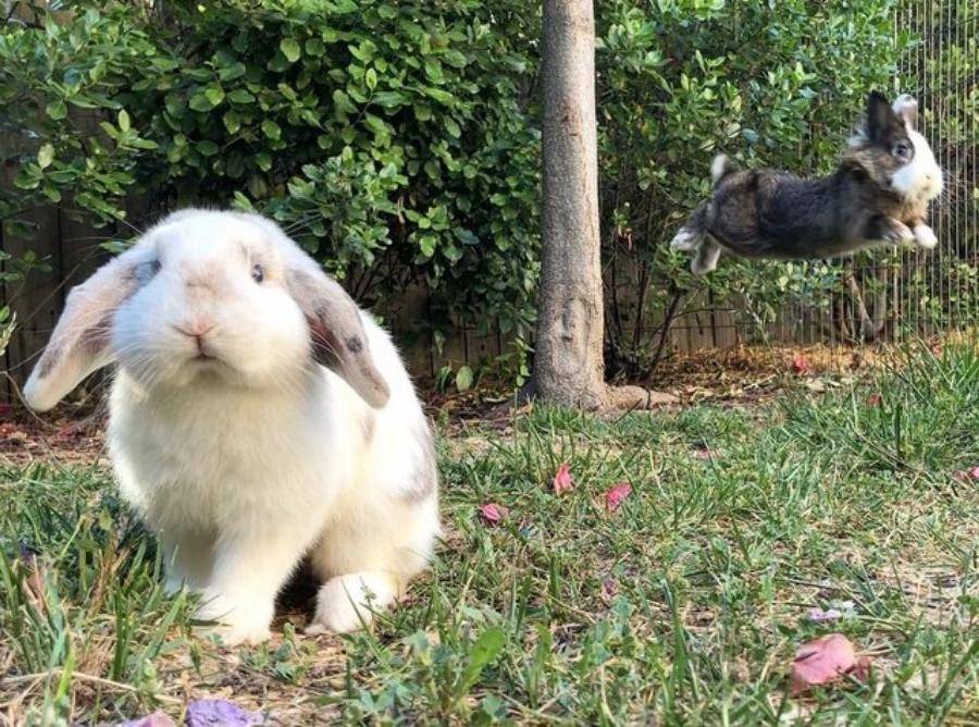 Почему декоративный кролик кусается: что делать, как его отучить