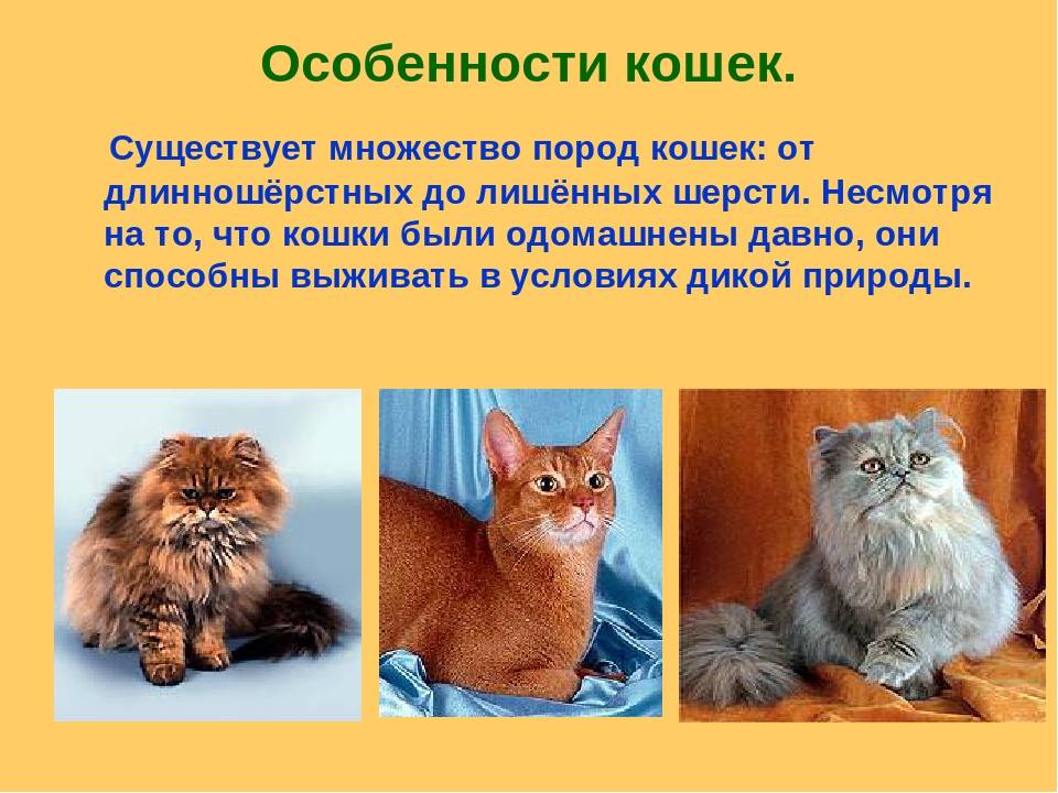 Самые большие породы кошек, названия и информация о них