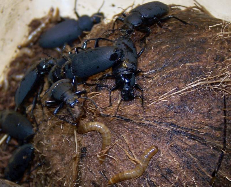 Истории зофобасов (zophobas morio) | клуб любителей муравьев