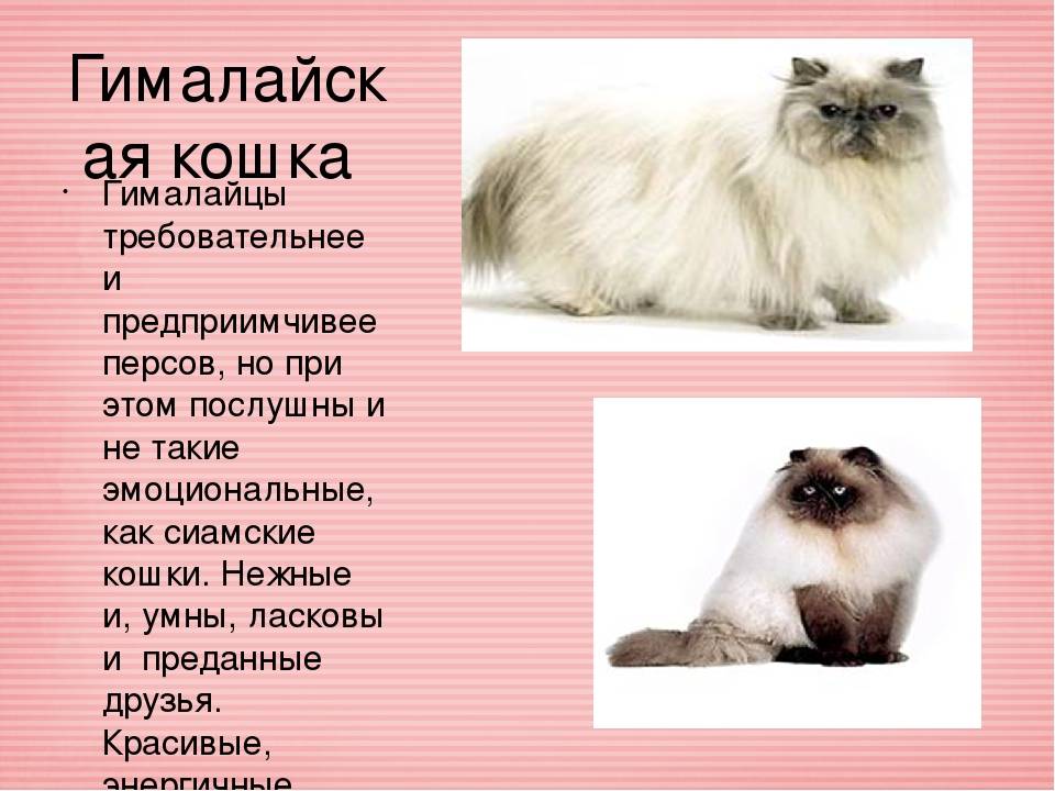 Гималайская кошка: стандарт породы, характер, особенности ухода, стоимость котят