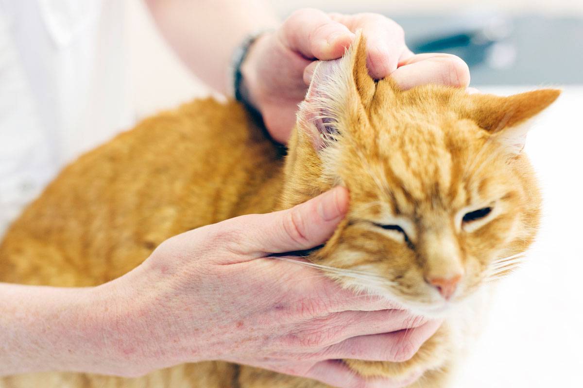 Кошка трясет головой и чешет уши: причины, как и чем помочь питомцу | ваши питомцы