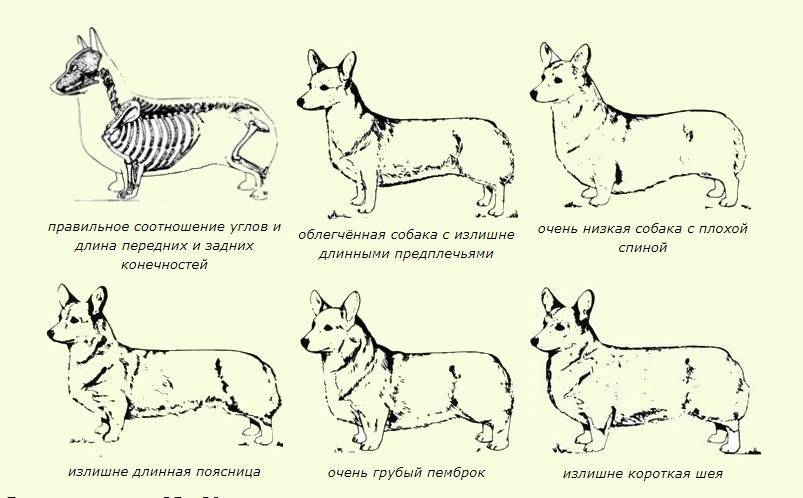 Подробная характеристика породы собак вельш корги пемброк: содержание и уход