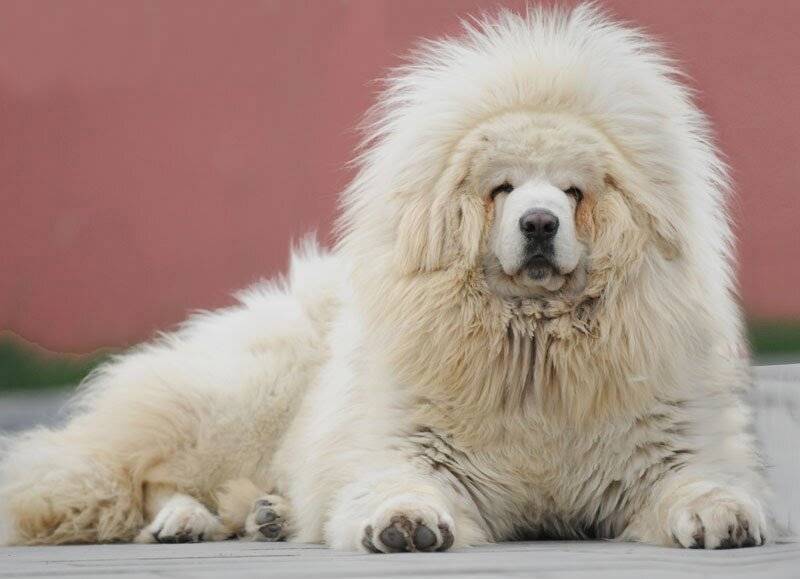 Самая дорогая порода собак в мире топ 10 - pet-mir.ru