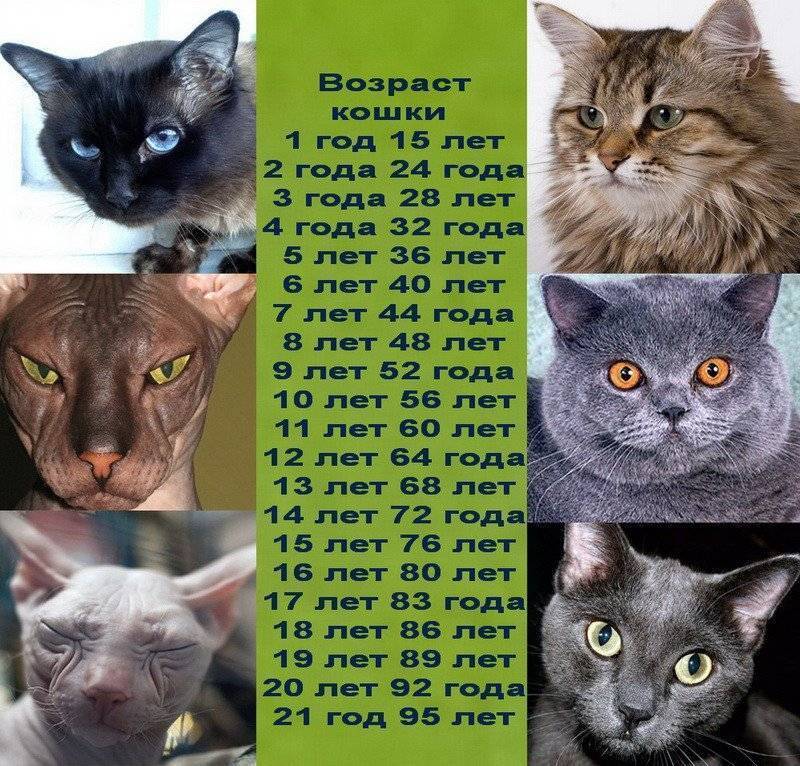 Продолжительность жизни котов