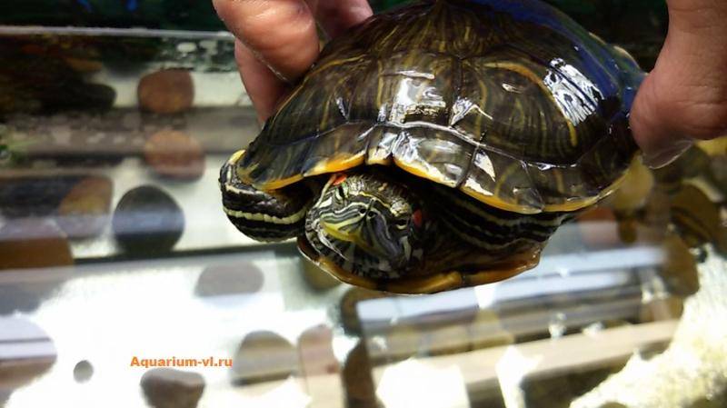 Красноухая черепаха линяет, почему это происходит и опасно ли это