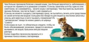Понос у кошки - причины и лечение