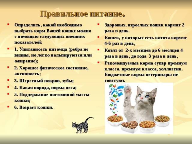 Как кормить котенка?