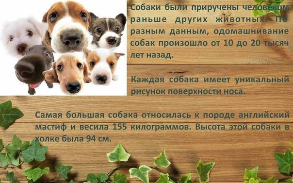 Какого числа день собак в россии и в мире