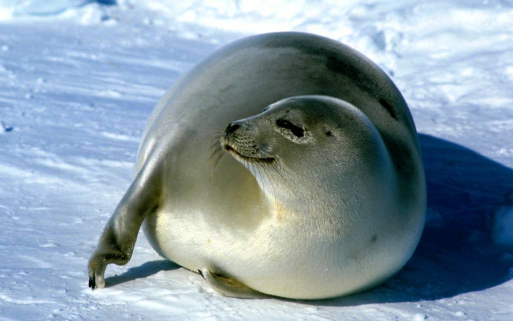 Сообщение о тюлене - описание, виды и среда обитания