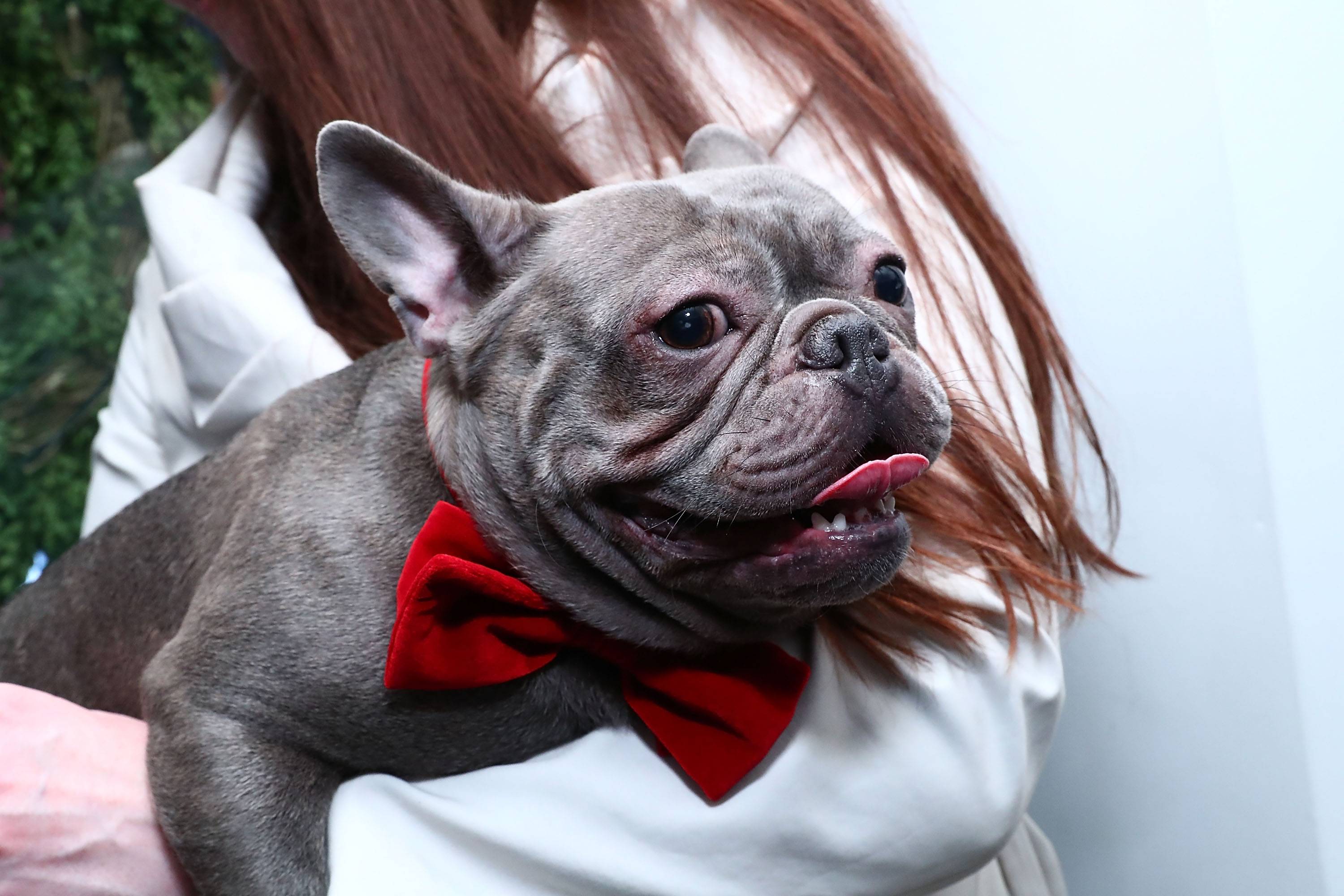 Самые модные породы собак в 2019 году: топ популярных питомцев с фотографиями и названиями