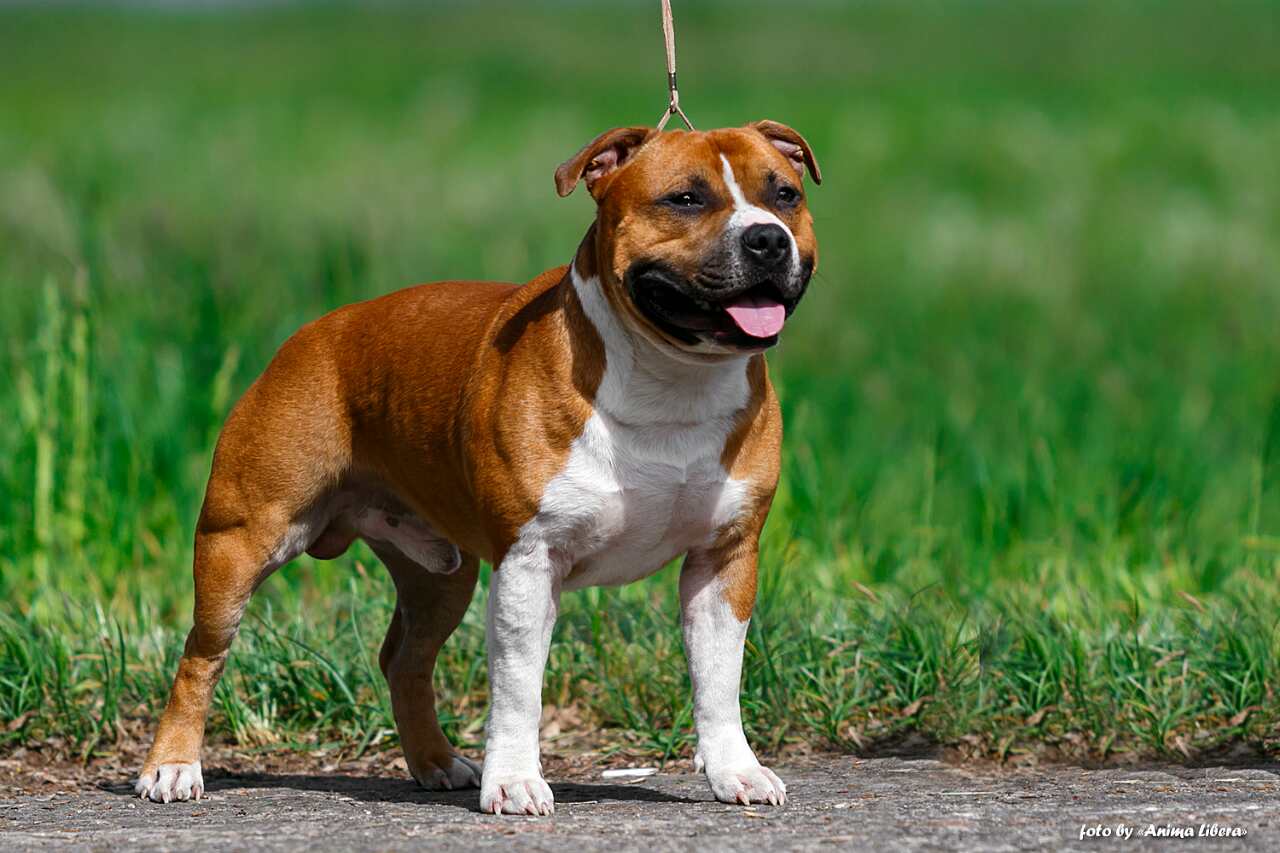 Стаффордширский бультерьер: фото и описание породы собак
стаффордширский бультерьер: фото и описание породы собак