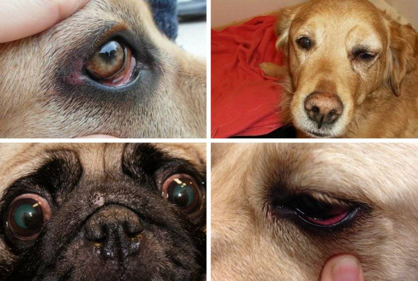 Слезятся глаза у собаки: причины, лечение, что делать если опух глаз, чешется