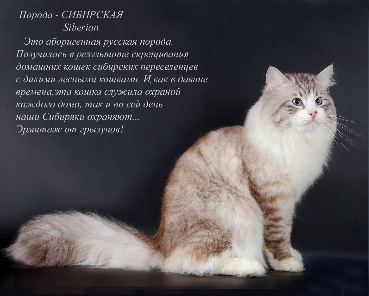 Рагамаффин - описание породы и характер кошки