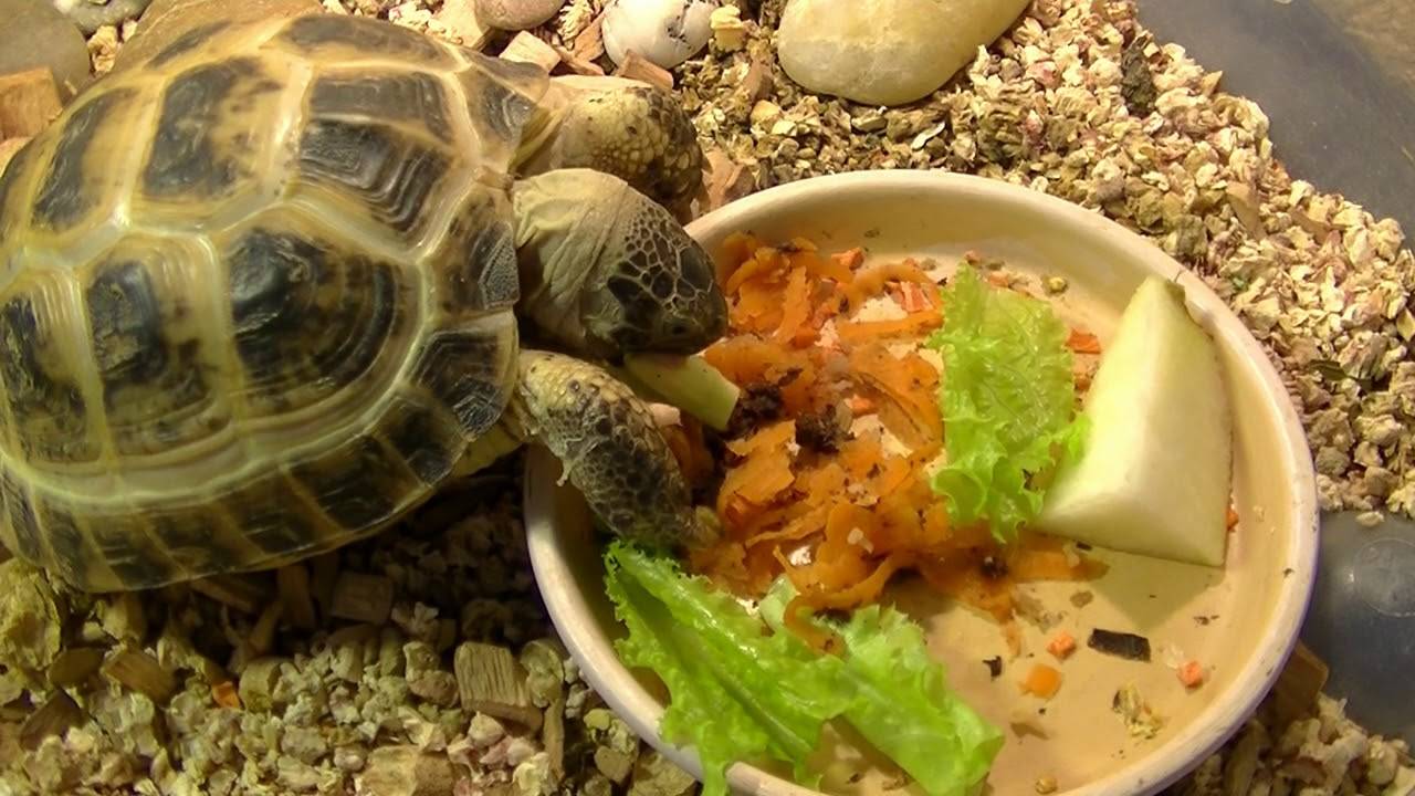 Чем питаются красноухие черепахи: какой сухой корм выбрать, можно ли давать рыбу