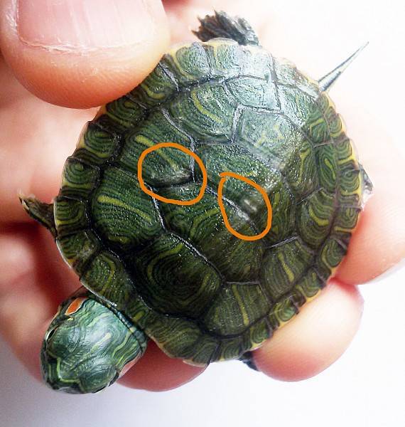 Мягкий панцирь у черепахи — как бороться с недугом?