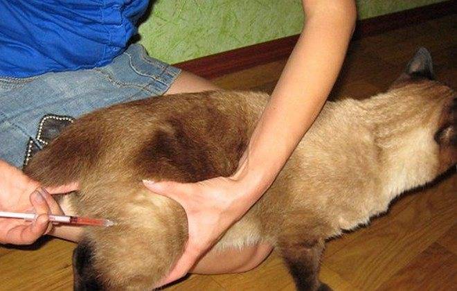 Воспаление параанальных желез у кошек