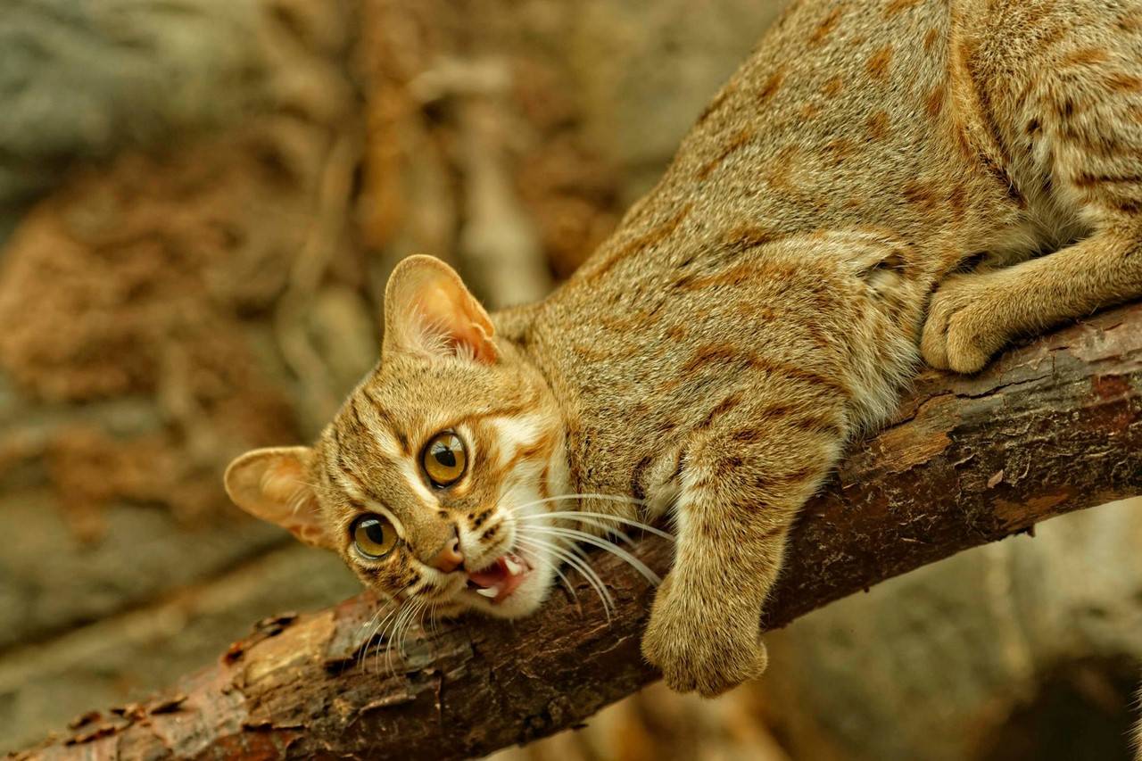 Ржавая кошка: описание внешности и характера, образ жизни и ареал обитания, размножение и численность вида