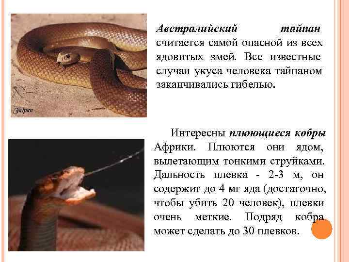 Самая жестокая австралийская змея (тайпан): характеристика, описание и фото