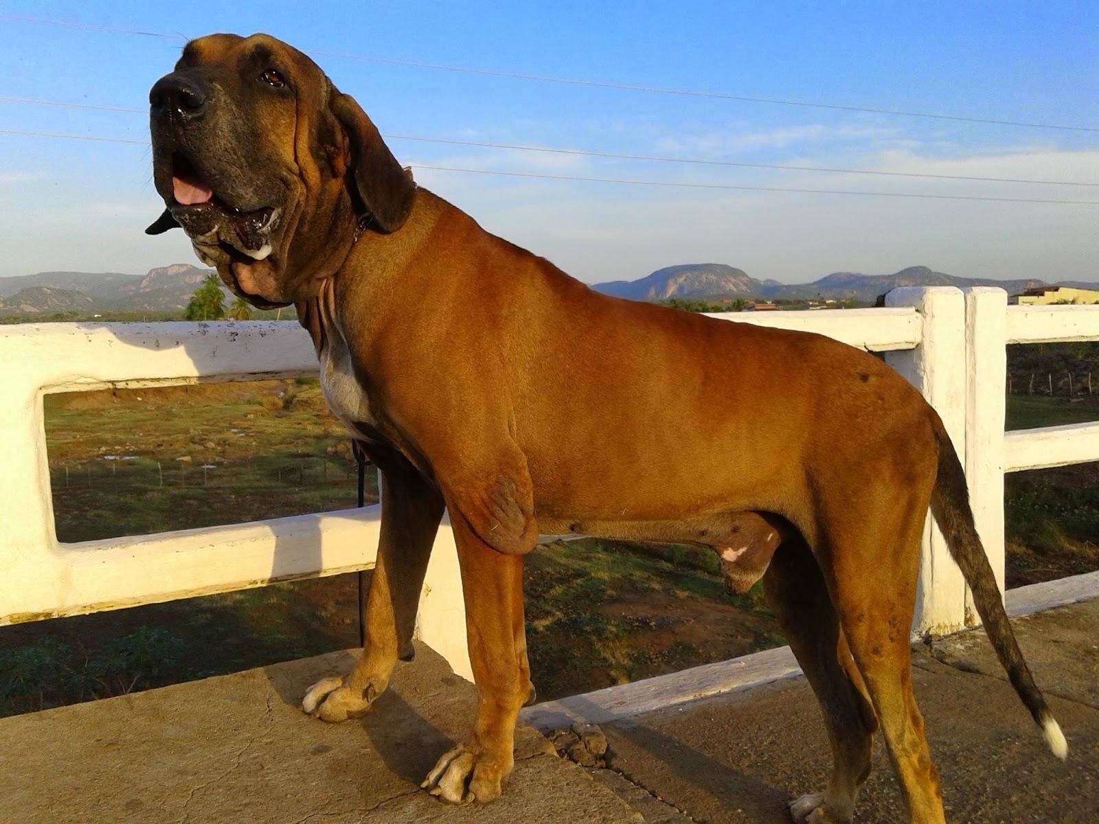 Бразильский фила описание породы собак, фото и видео материалы, отзывы о породе