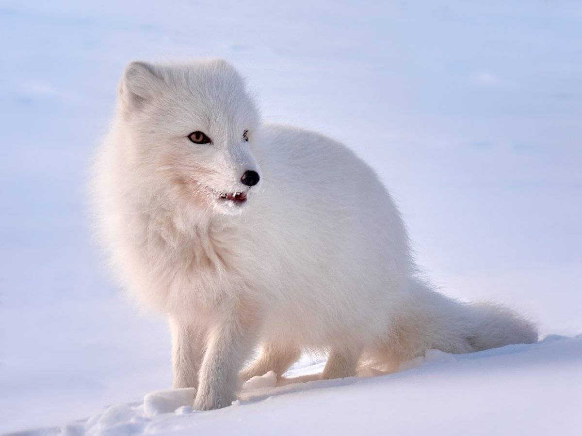 Животное песец: как выглядит и где живет полярная лисица