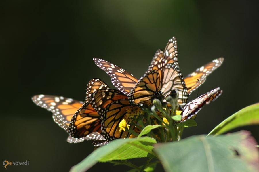 Бабочка-монарх - вики