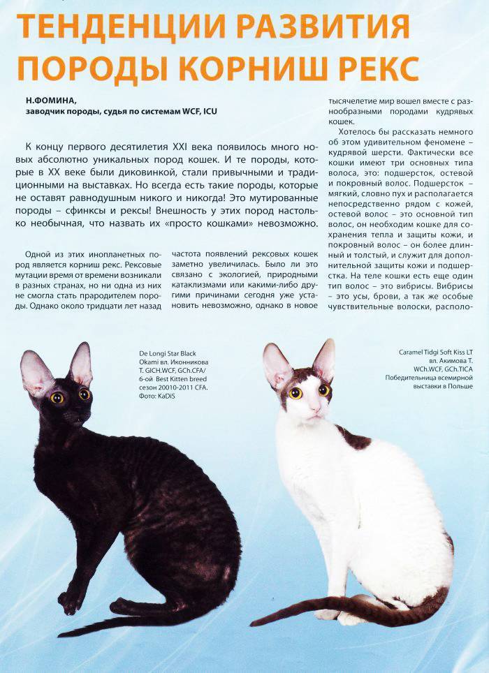 Kорниш-рекс - порода кошек - информация и особенностях | хиллс