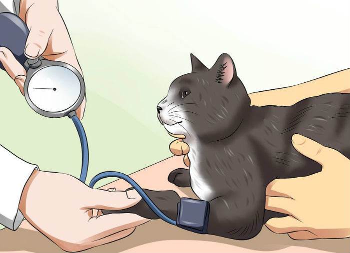 Причины появления одышки у кошки и способы лечения