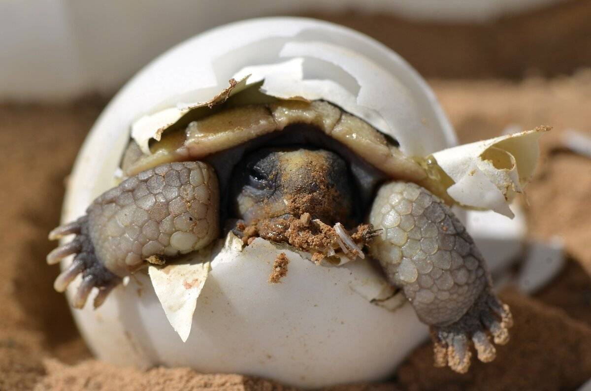 Беременность и кладка яиц у красноухих черепах
