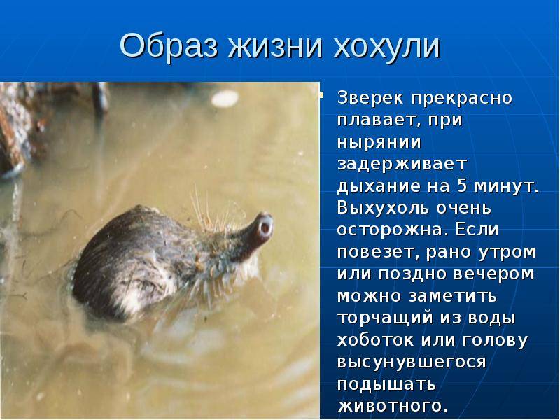 Русская выхухоль - насекомоядные | некоммерческий учебно-познавательный интернет-портал зоогалактика