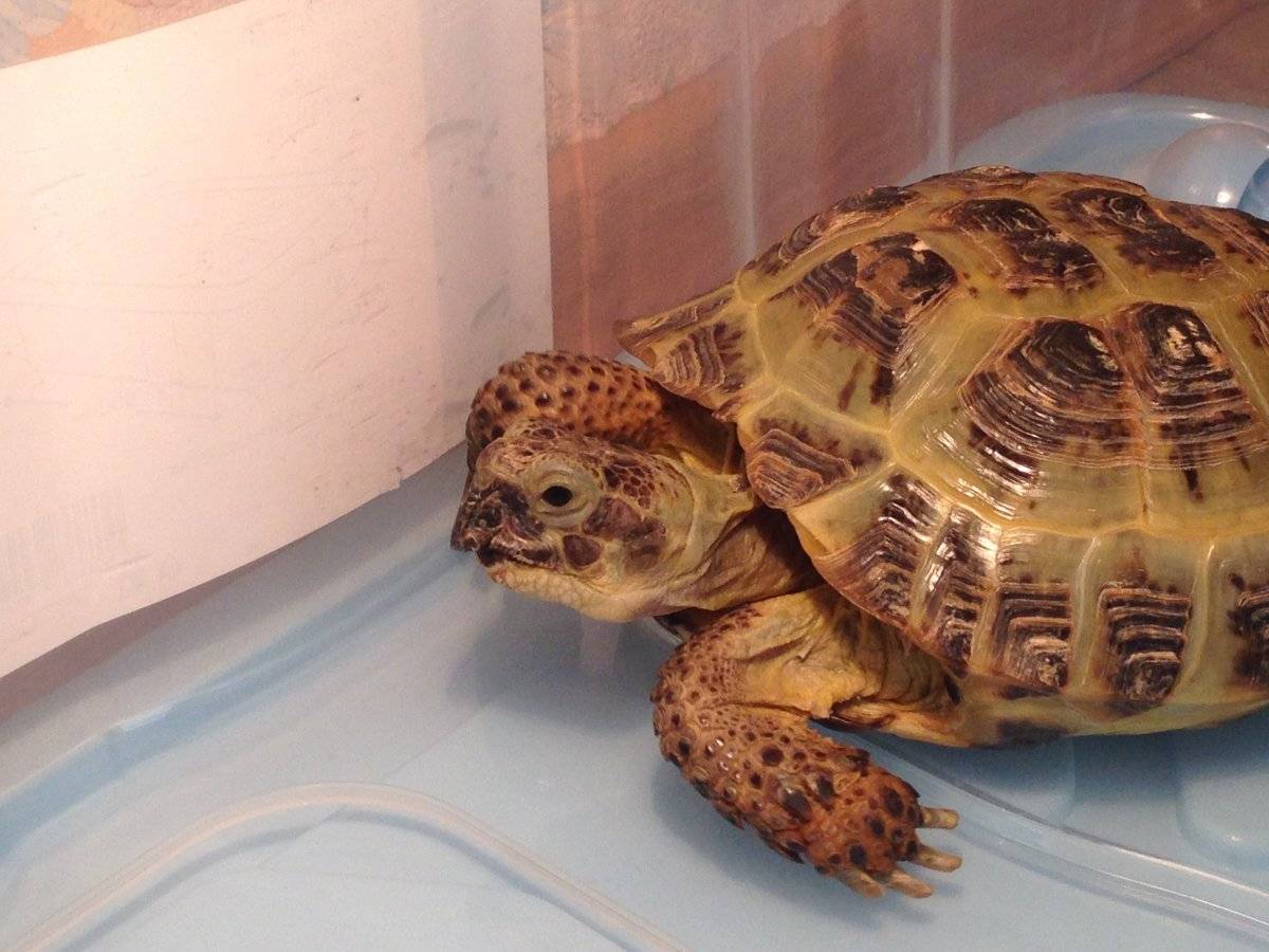 Домашняя сухопутная черепаха до каких размеров вырастает