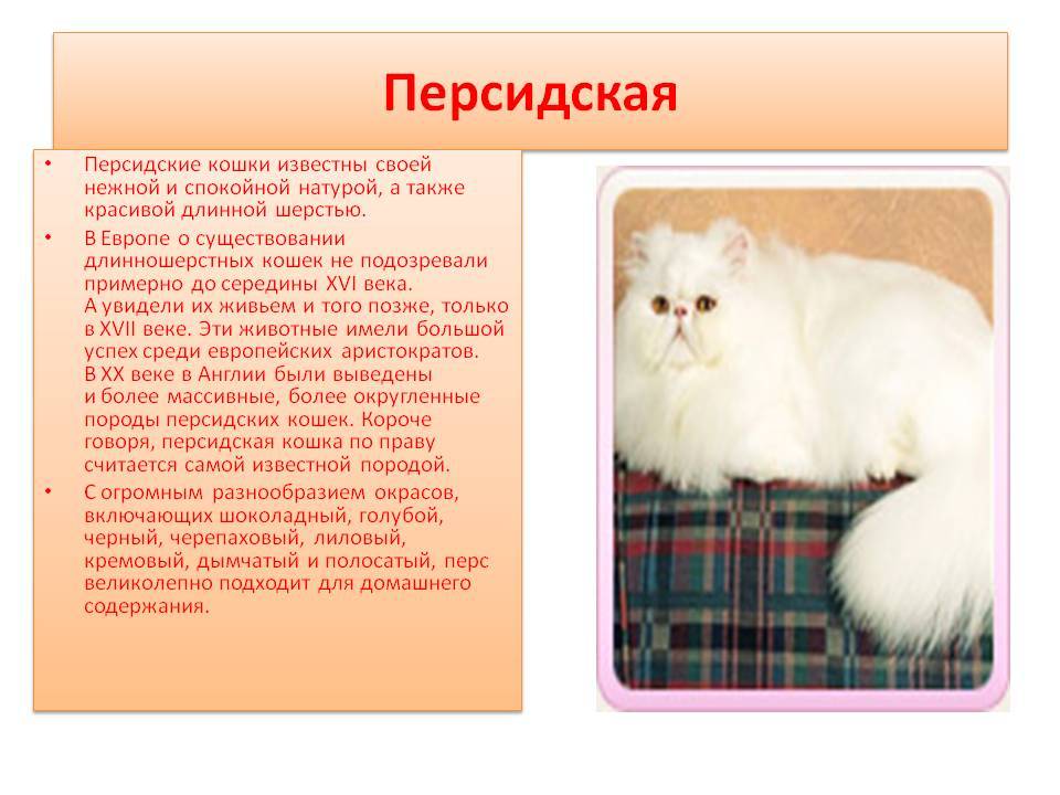 Персидская порода кошек: особенности внешности и характера, нюансы ухода