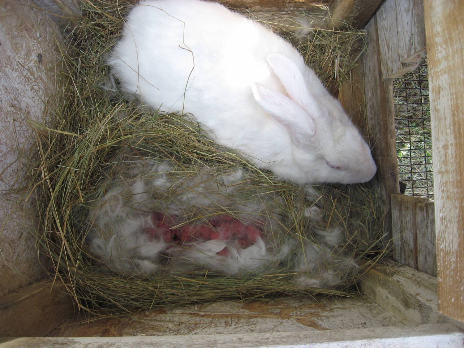 Роды крольчихи: окрол зимой, температура, как рожают и что делать
