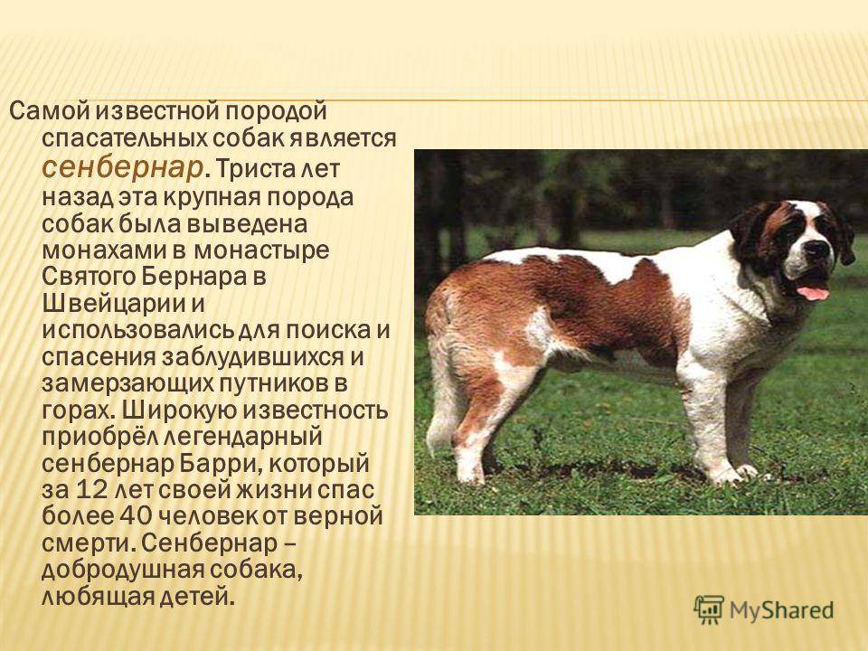 Сенбернар: описание породы собак